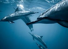 IM体育：重新定义体育娱乐的边界